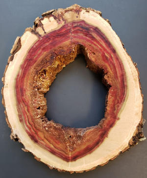 Red stain in box elder. This stain is produced by the tree as a host response.
