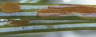 Another view of the mature apothecia of Rhabdocline on needles with the apothecia swelling when moisture is present.