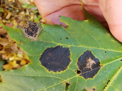 Tar spots produced by the introduced Rhytisma acerinum can vary in their symptoms. Here are a range of symptoms on one Norway maple leaf.