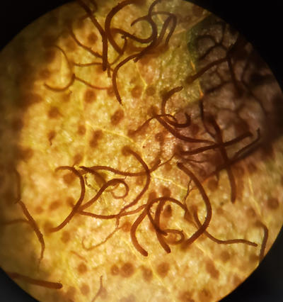 Telia viewed with a hand lens on leaf surface. Basidiospores will be produced from the teliospores