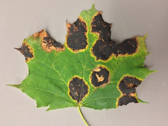 Rhytisma acerinum, an introduced pathogen on Norway maple. This pathogen has recently been found in Minnesota.