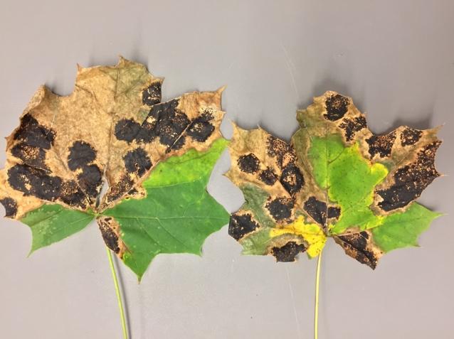 Tar spot caused by Rhytisma acerinum can cause severe damage to the leaves and premature defoliation.