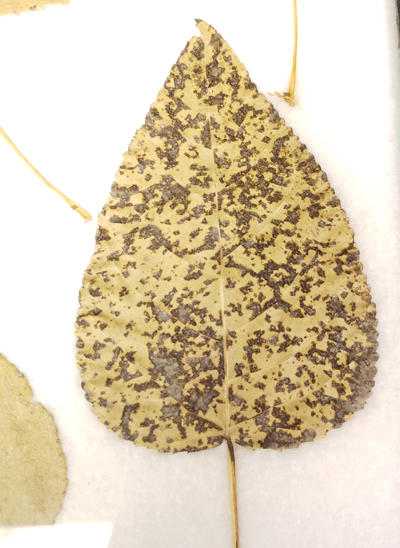 Symptoms of Septoria leaf spot on a poplar leaf.