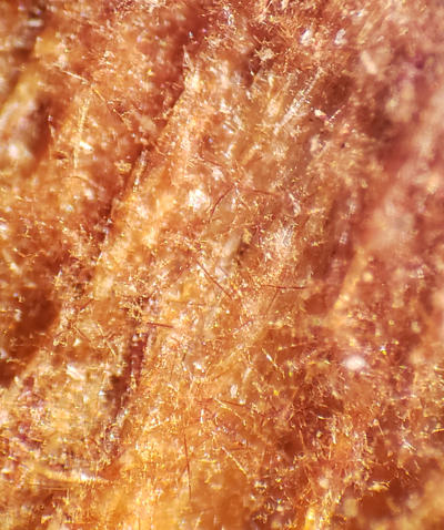 Brown setae on surface of decayed wood viewed with a hand lens. Often referred to by foresters as red whiskers
