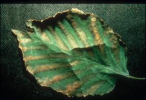 SO2 damage on birch leaf. Interveinal necrosis.