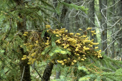Witches broom on spruce. Pycnia and aecia form on the needles.