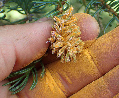 Spruce needle rust can produce loads of aeciospores.