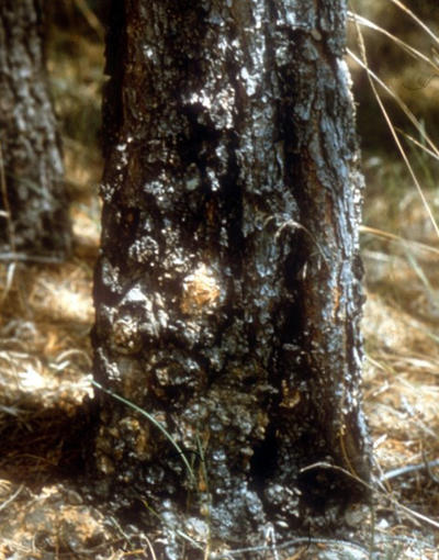 Pycnia and aecia also can form on the edges of older cankers. This photo show aecia, yellow areas, producing aeciospores in the forest on a canker at the base of a tree. 