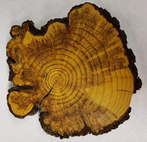A cross section cut thru the canker showing the many lesions and also the reaction wood (dark colored areas) that formed in the wood behind the cankers
