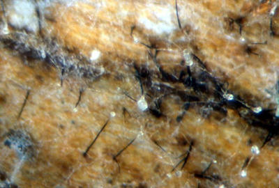 Synnemata on elm bark as viewed with a hand lens.