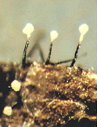 Many blue stain fungi such as species of Ophiostoma produce synnemata. These asexual structures have sticky spores that are moved around by insects.