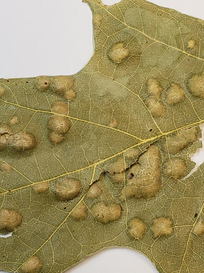 Higher magnification of an oak leaf showing the "blisters" caused by Taphrina.
