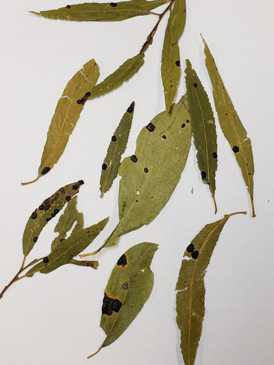 Different species of tar spots can occur on other trees such as this willow.