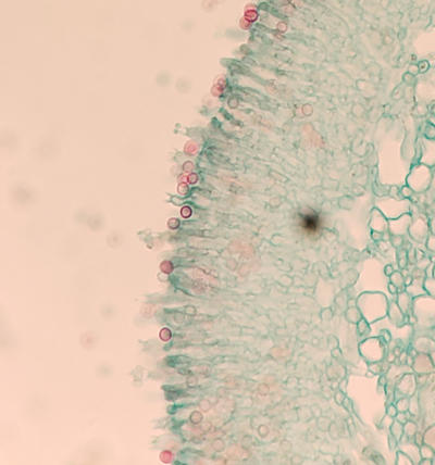 A section of a fruiting body with teeth-like projections. The basidia and basidiospores line the surfaces of the "teeth". Some young immature basidiospores can be seen on the basidia. Red are detached mature basidiospores.