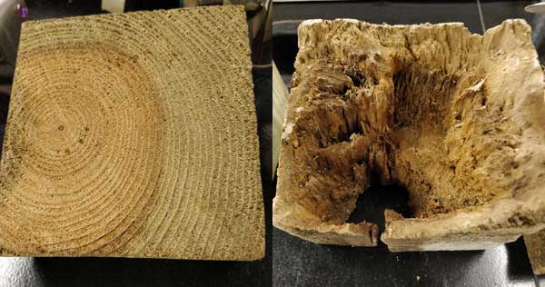 Left photo shows a timber with heartwood and sapwood. Less preservative penetrates the heartwood. This area is often the first to be degraded (right photo) since it has less preservative in it.