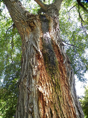 In summer when the bacteria are active inside the tree, polysaccharide slime is produced and it oozes out of wounds.