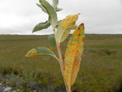 Another related rust is willow rust, caused by a different Melampsora species. Aecia can be seen on these leaves.