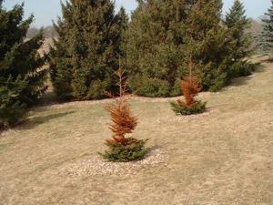 Winter injury from desiccation on newly planted spruce.