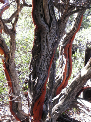 cankers on madrone