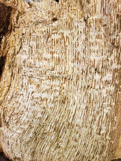 white pocket rot in oak